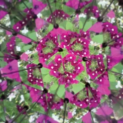 Kikkerland Stem Toys|Nature / Exploration^Interactive Kaleidoscope