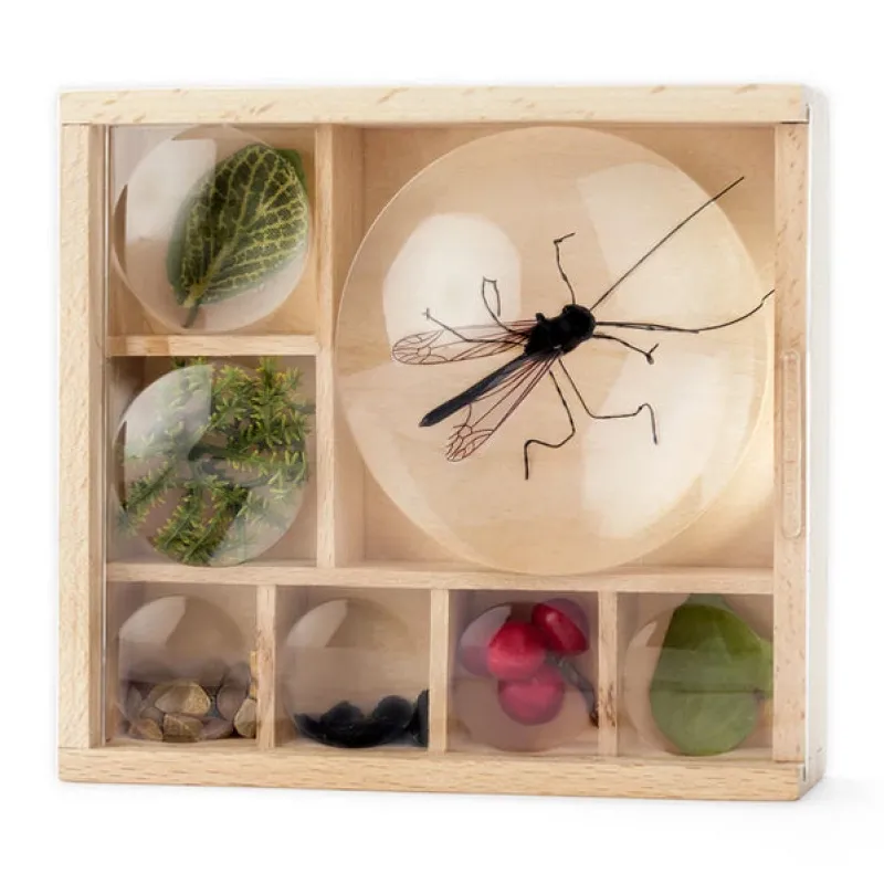 Kikkerland Nature / Exploration|Age 11 & 12^My Little Museum Bug Box - Wooden